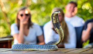 a-selective-focus-shot-of-a-green-trained-snake-on world snake day